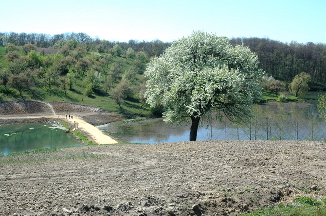 Моринці: над ставом (місце риболовлі)